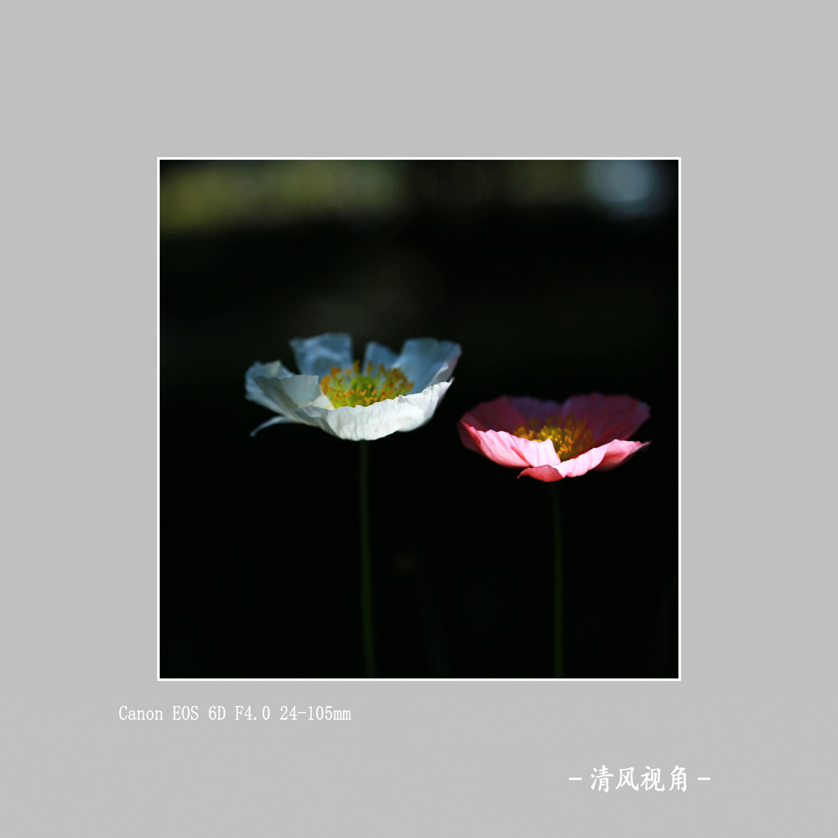 丽春花_1834