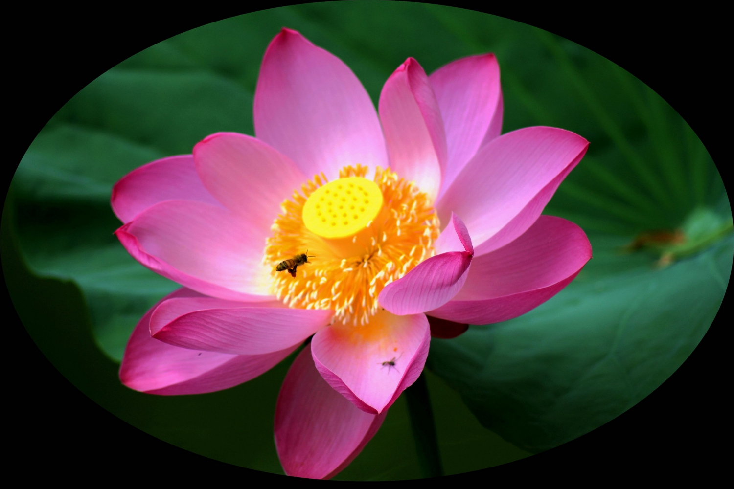 荷花与蜜蜂