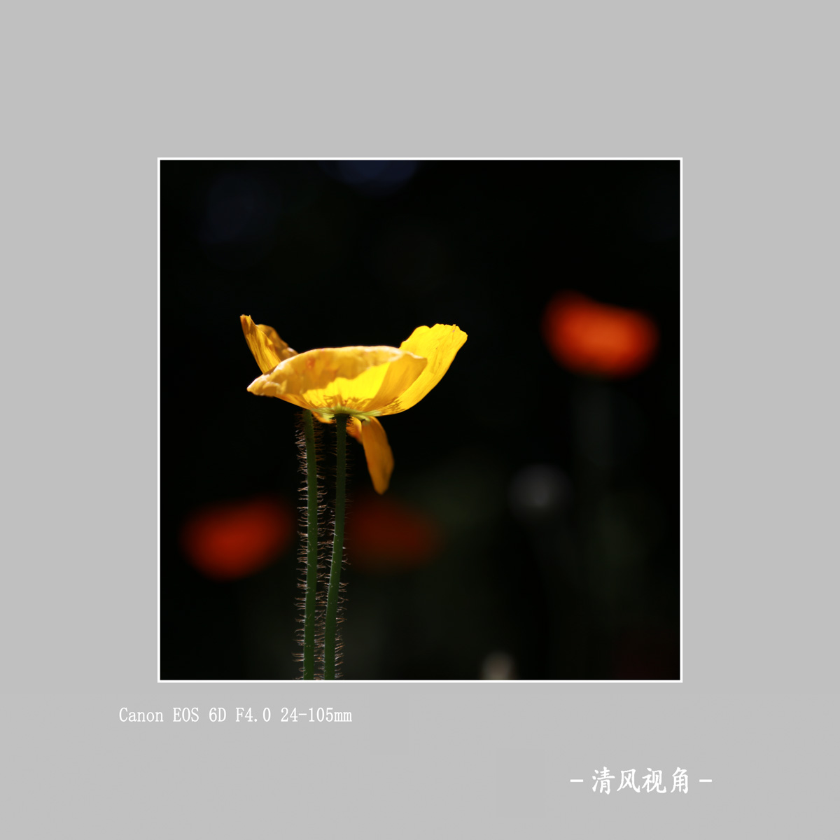 丽春花_1840