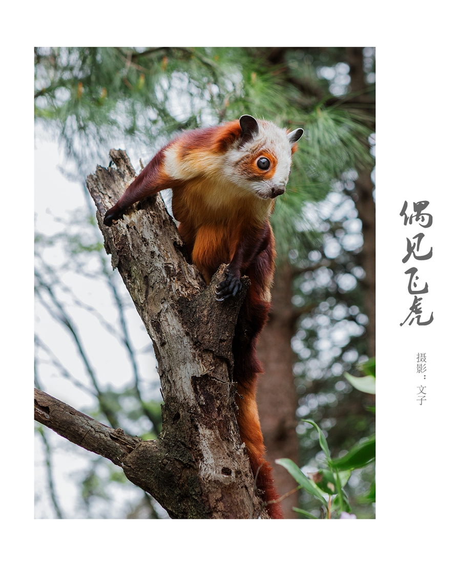 偶见飞狐