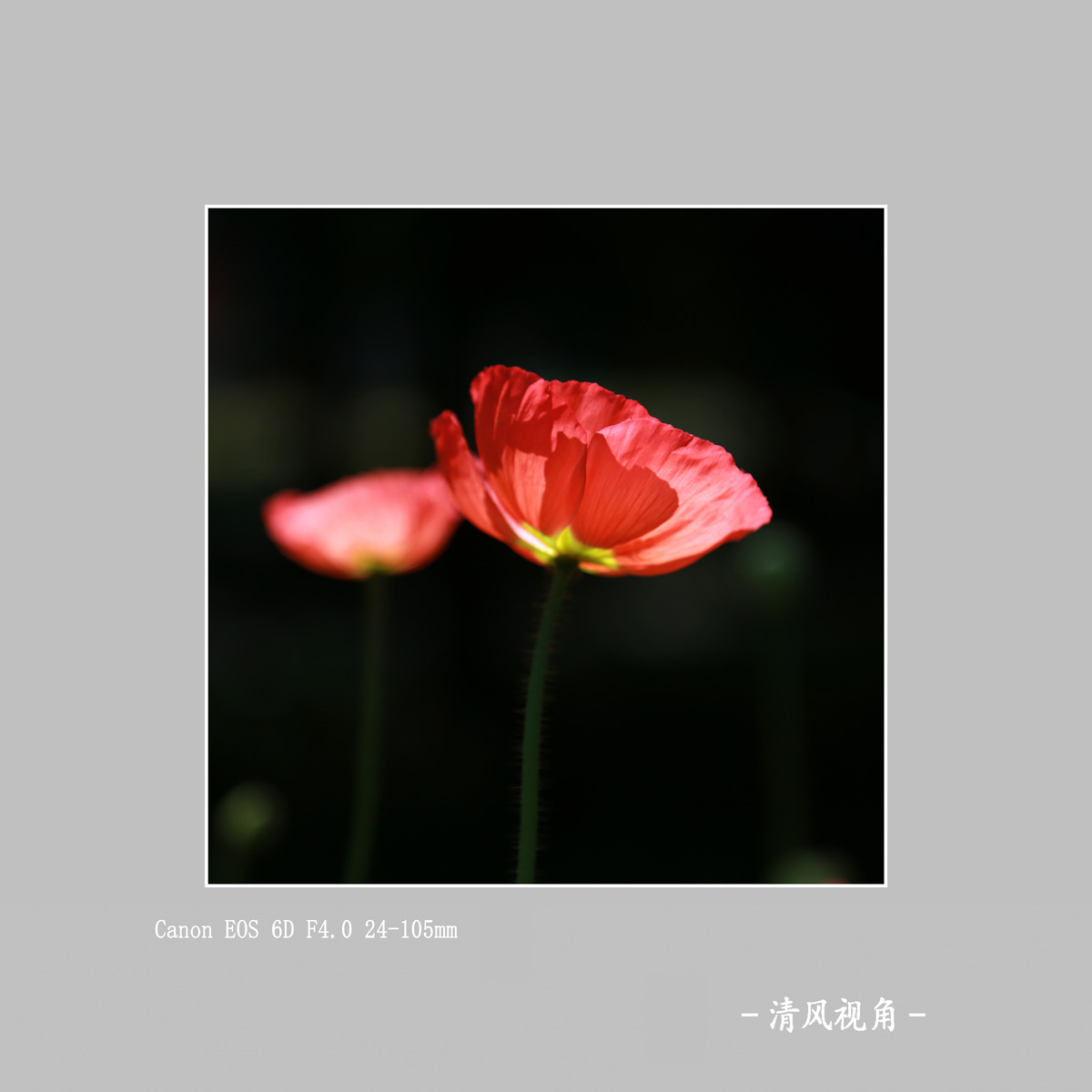 丽春花_1836