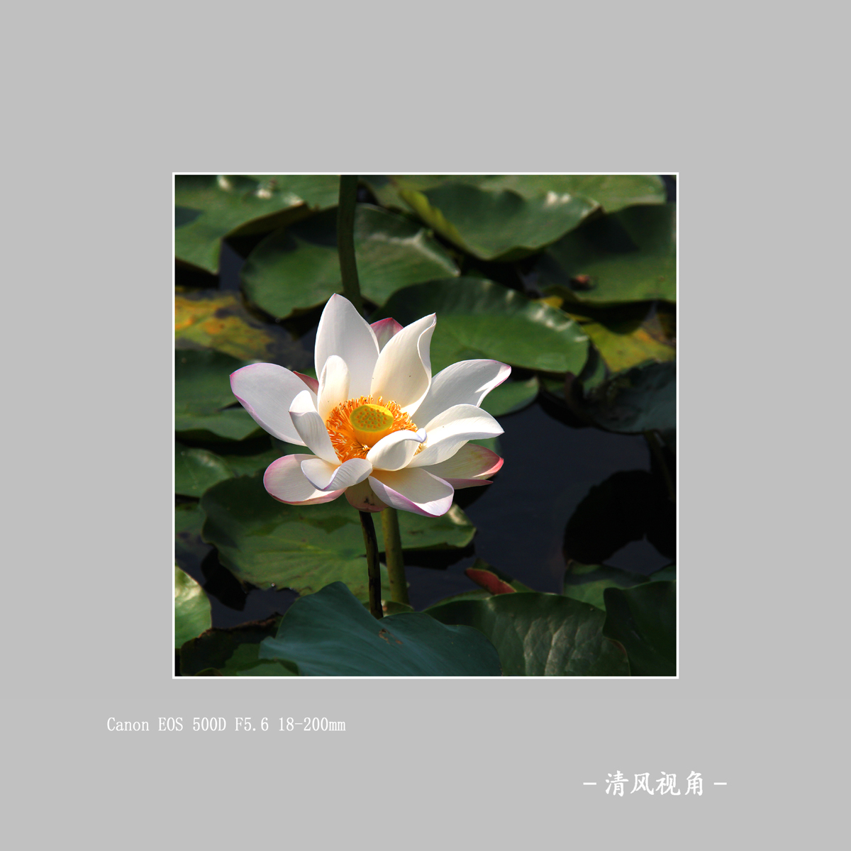 荷花_0522