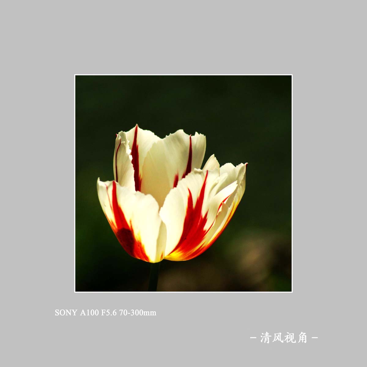 郁金香_1066