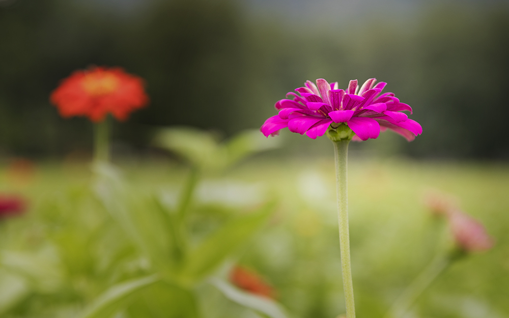 慈利花海2