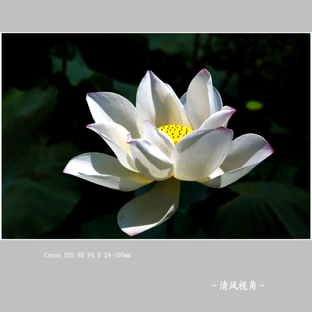 荷花_3357