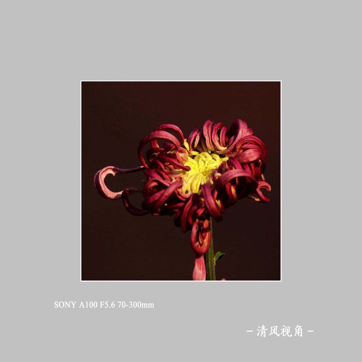 菊花_1255