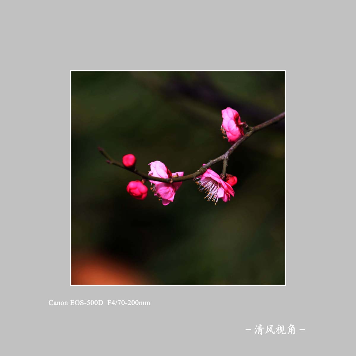 梅花_5765