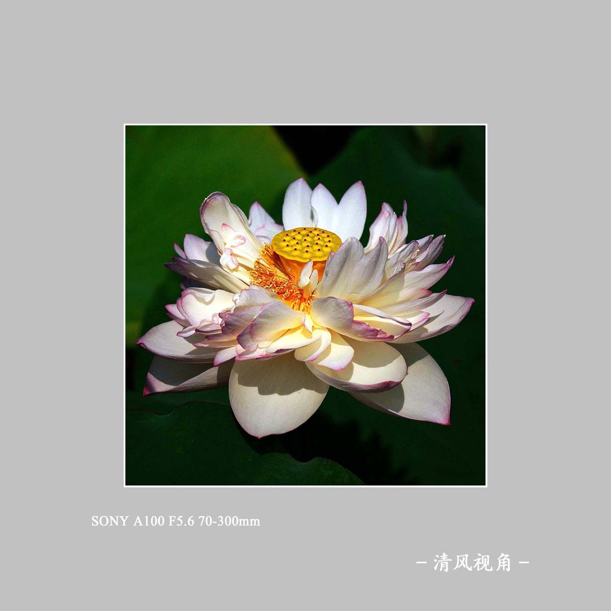 荷花_7585