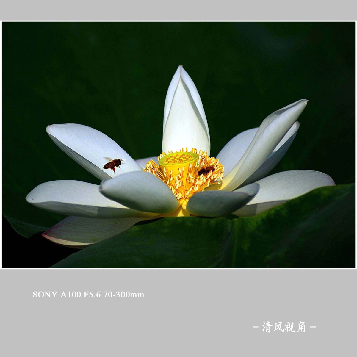 荷花_7577