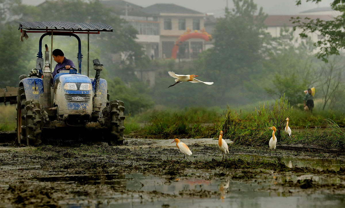 4、澧水河畔新农村
