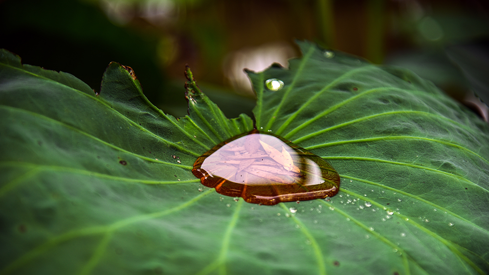 雨荷