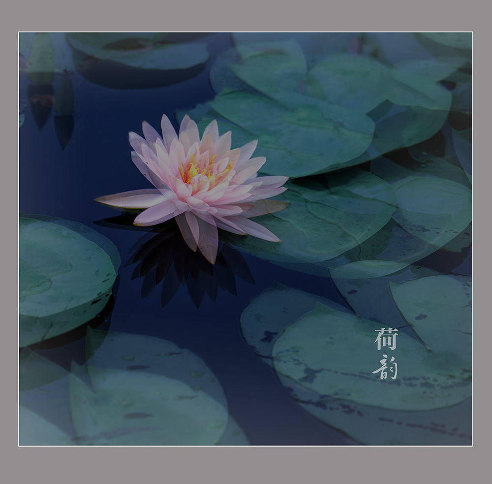 荷韵2