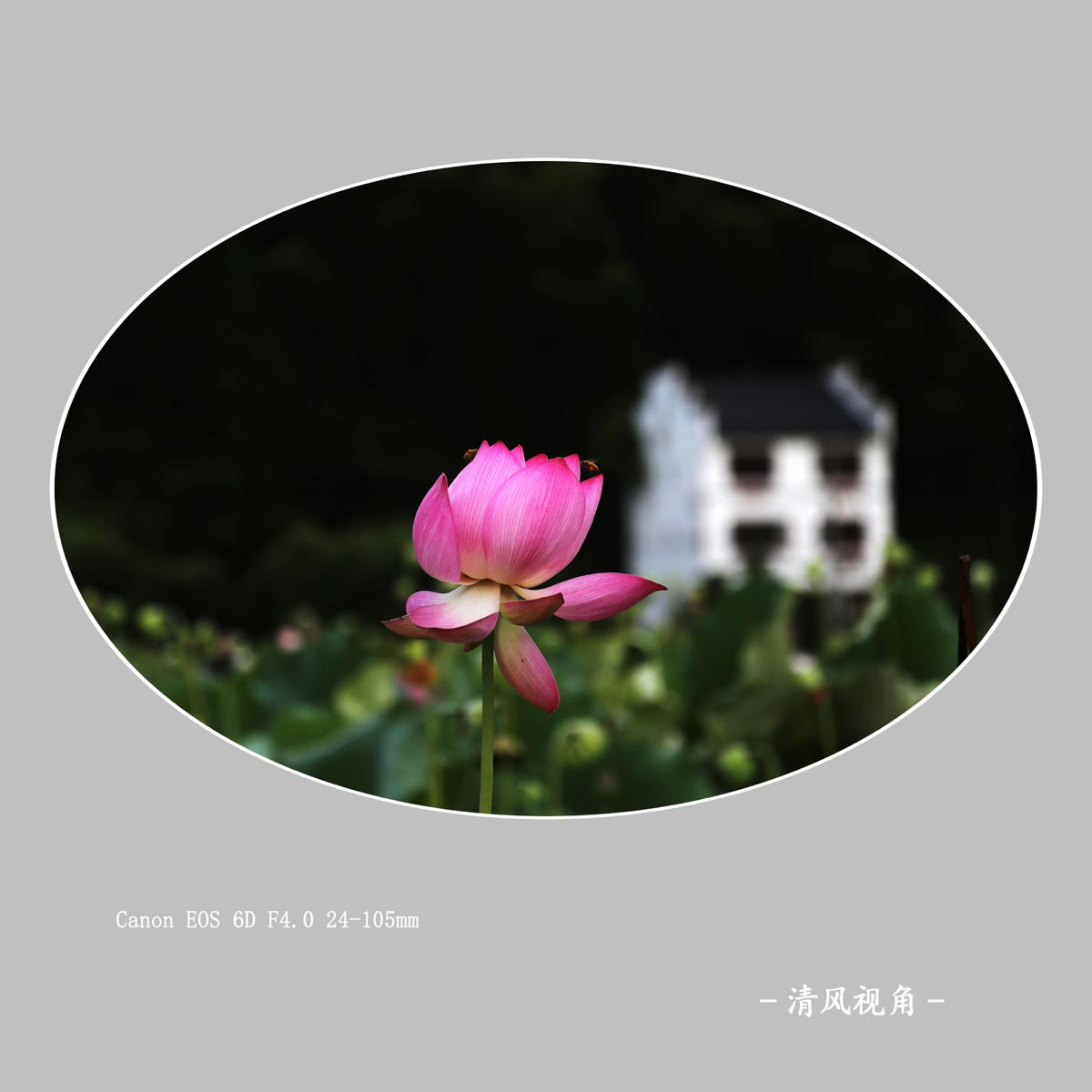 荷花_2135