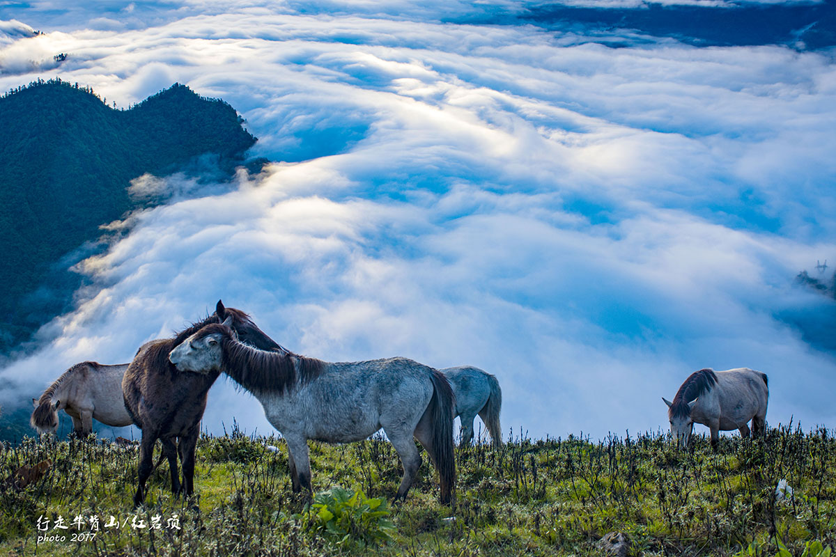 高山马群