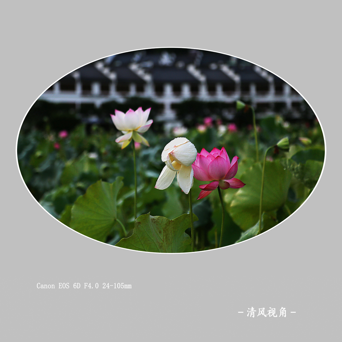 荷花_2133
