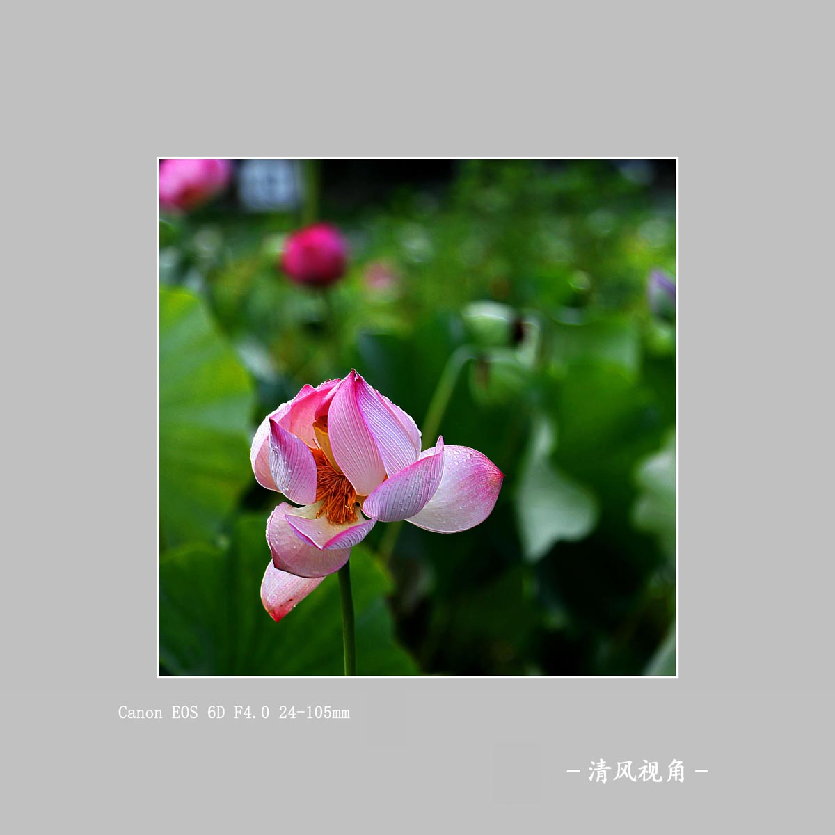 荷花_3456