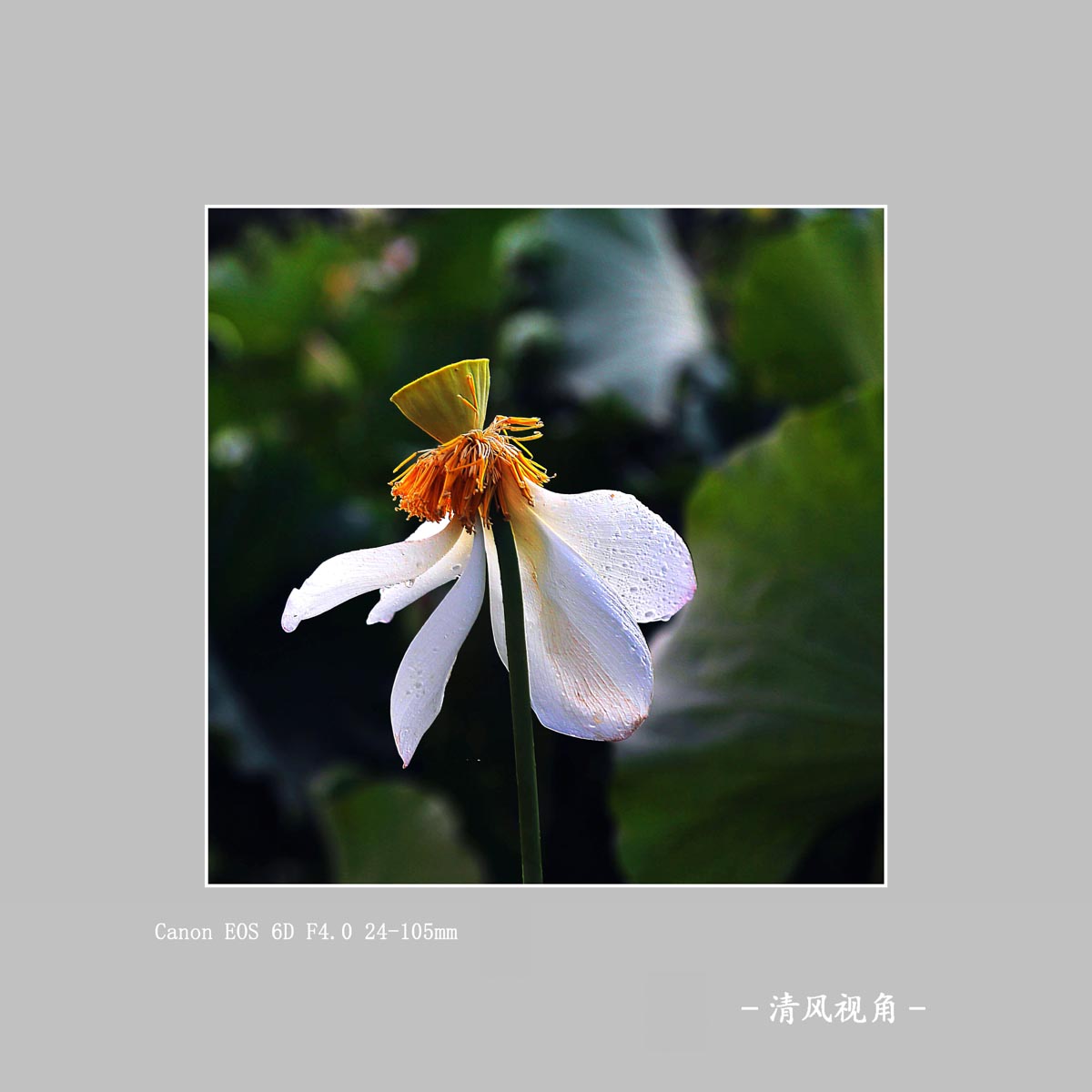 荷花_3454
