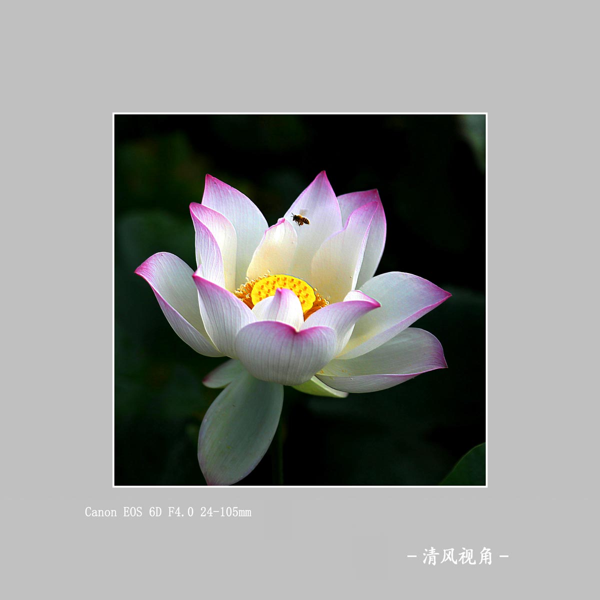 荷花+3450