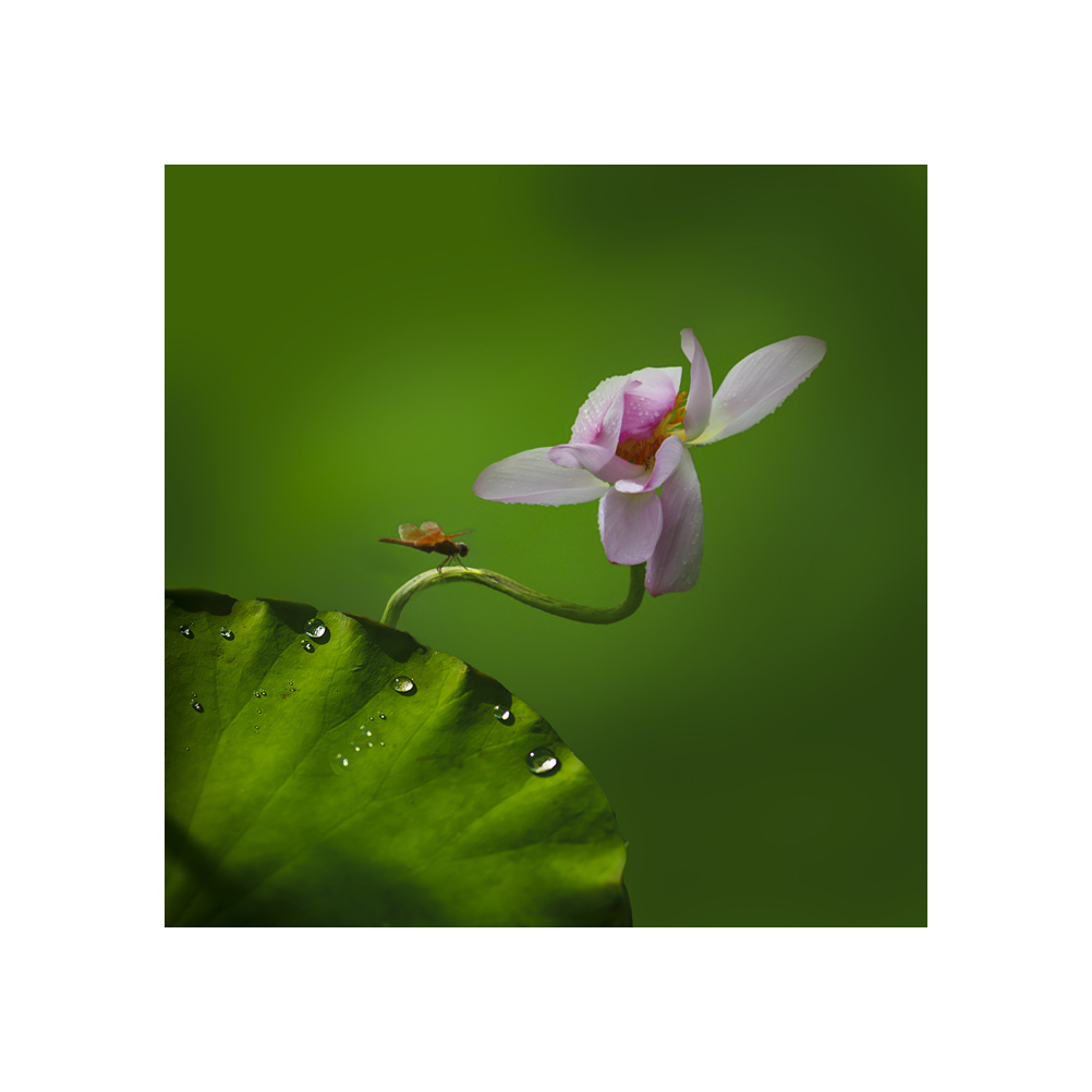 一花一如来