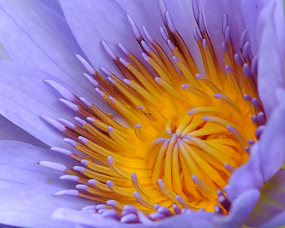 莲芯