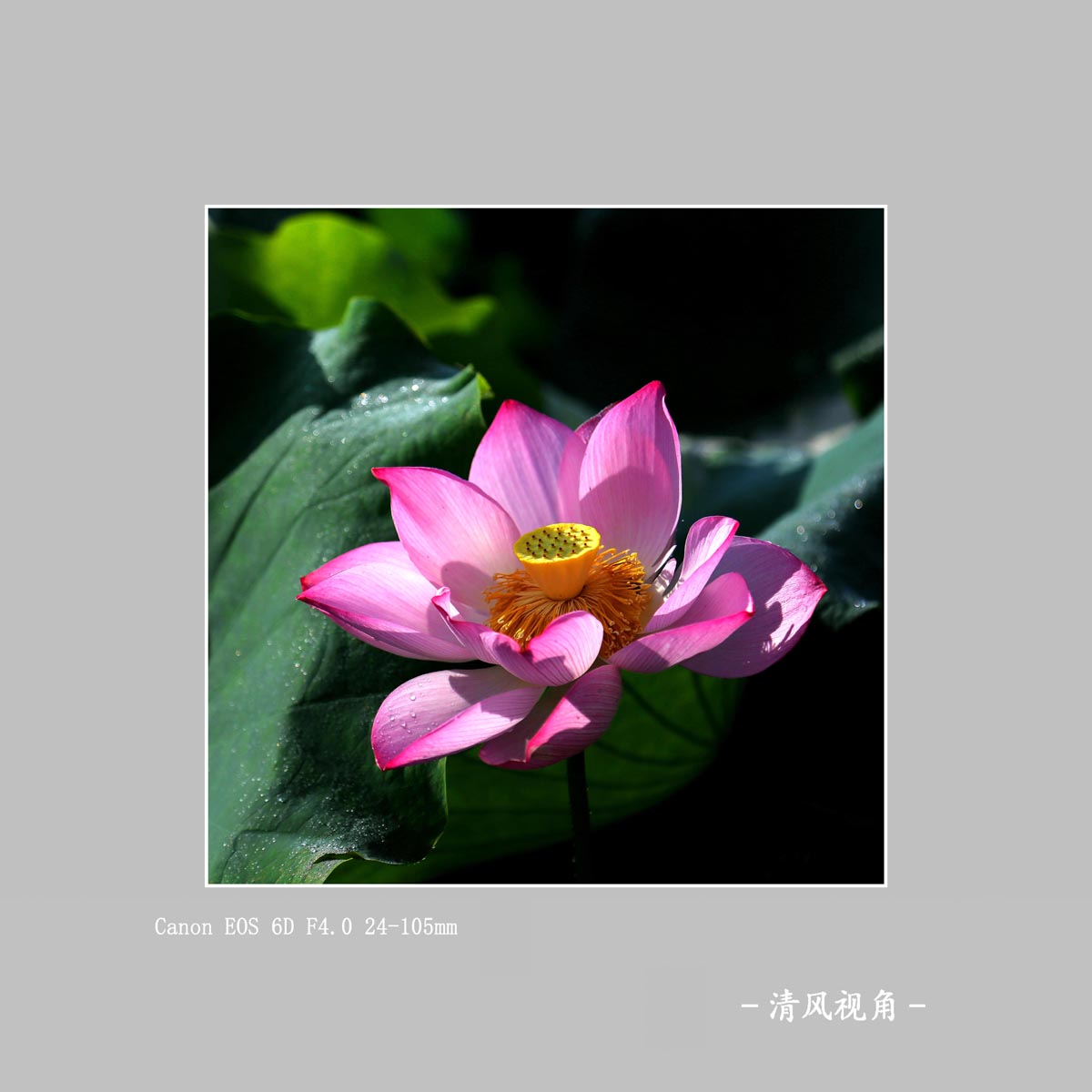 荷花_3488