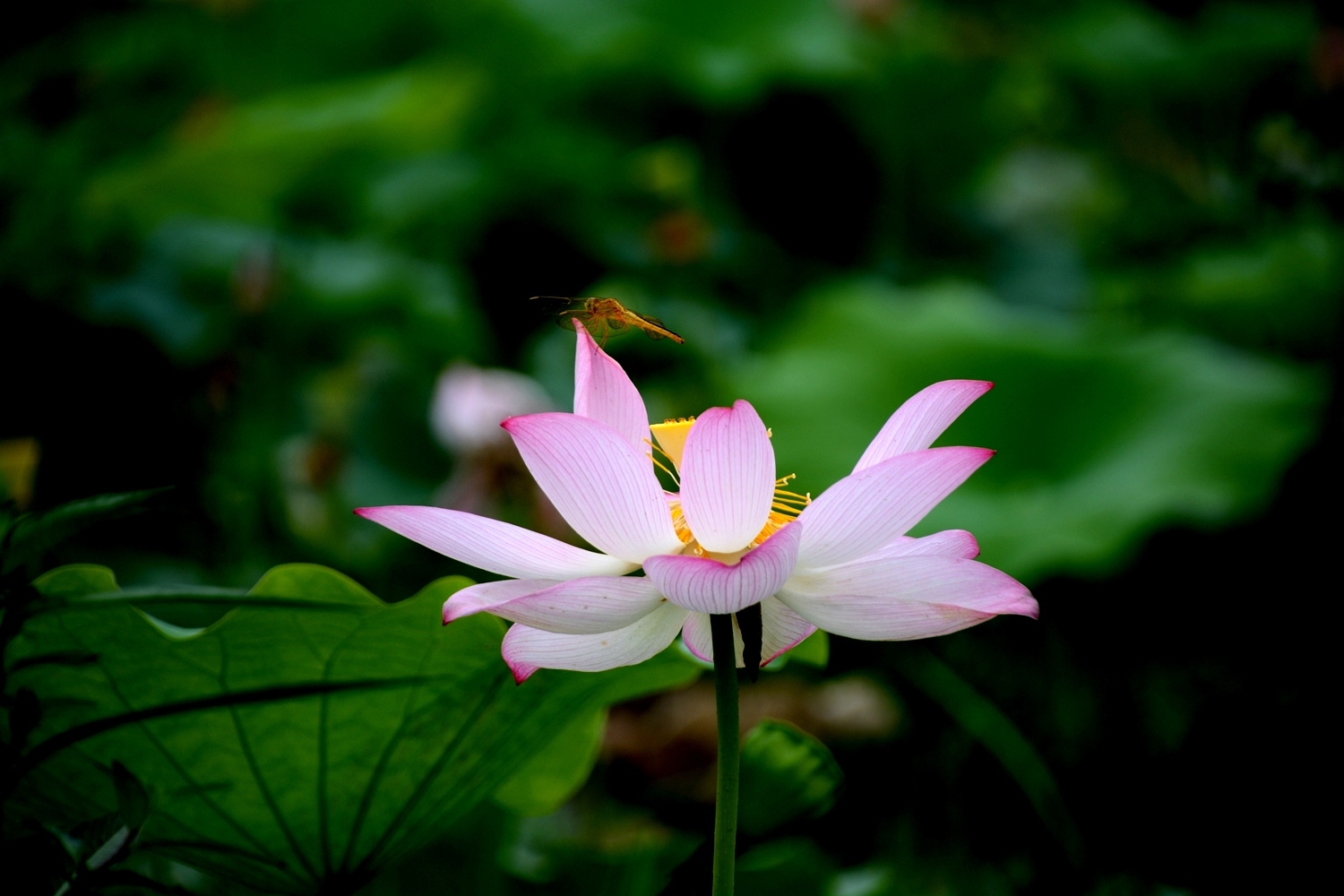 小荷尖尖立蜻蜒