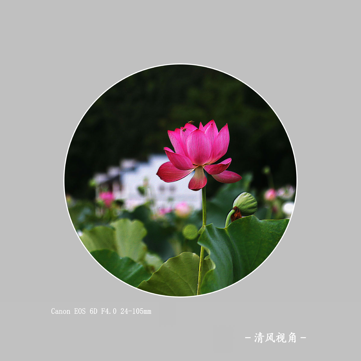 荷花_2151