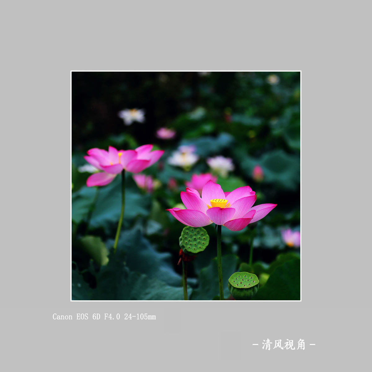 荷花_3537