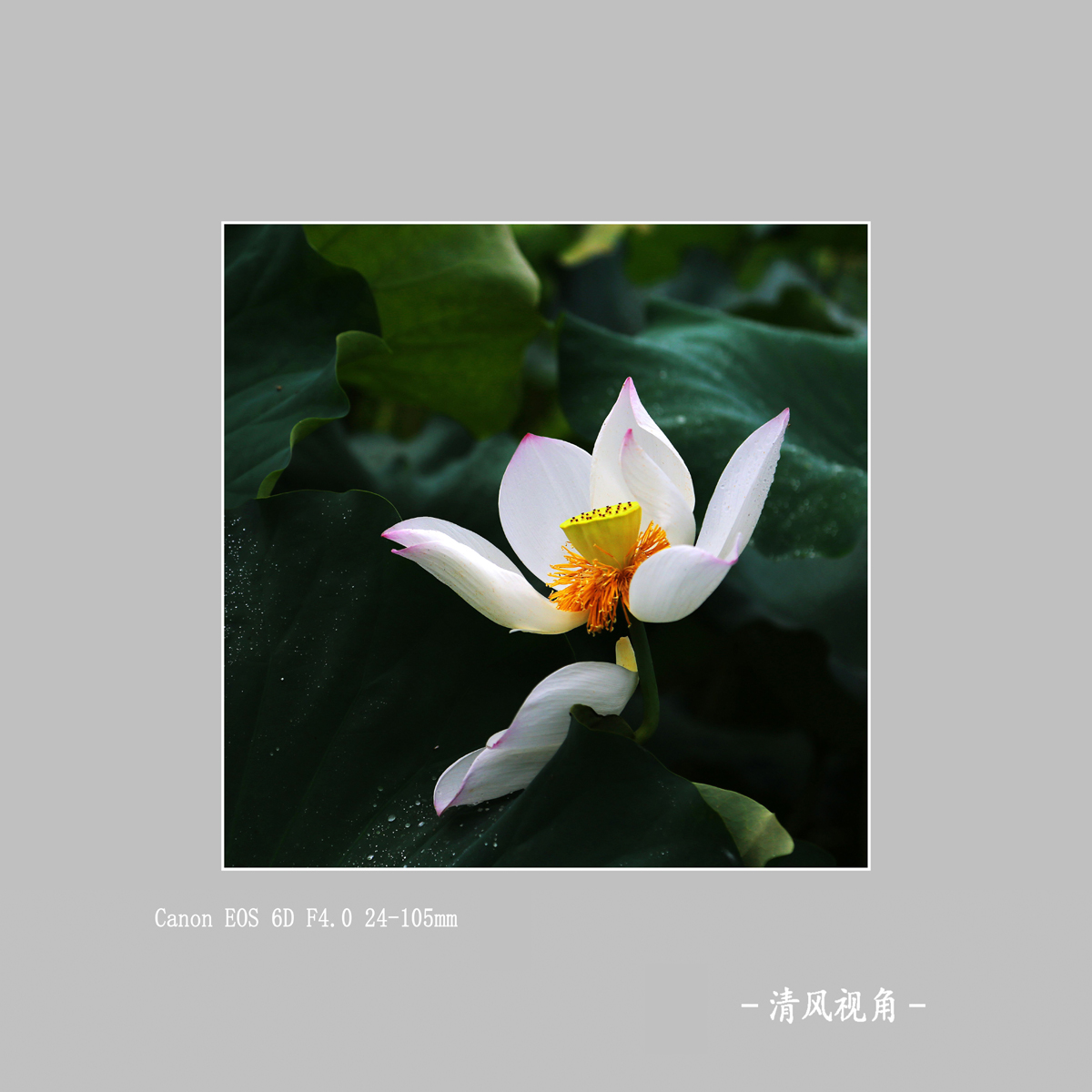 荷花_3536