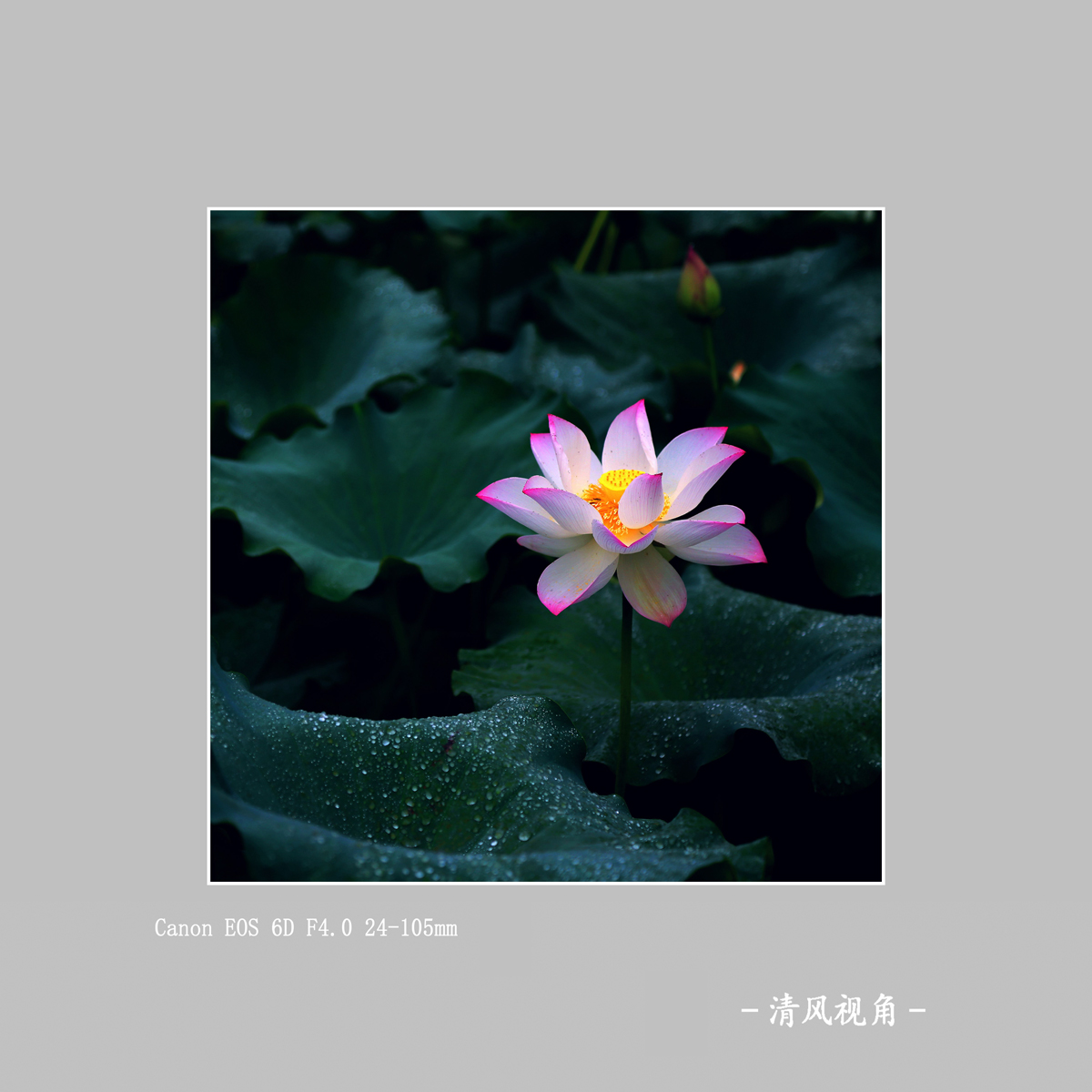 荷花_3541