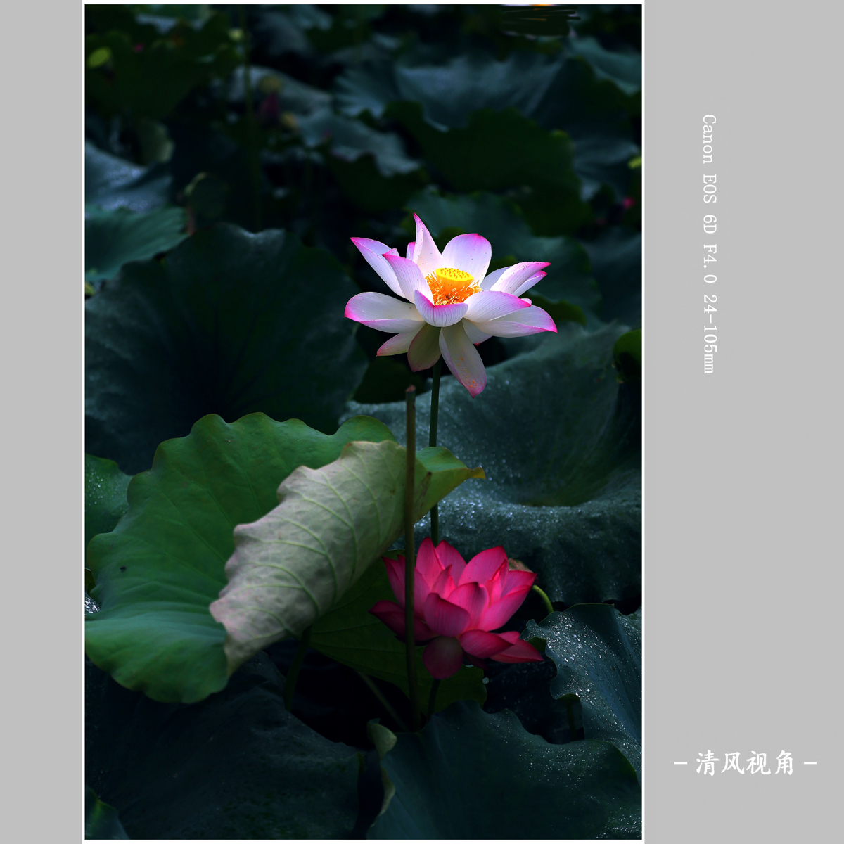 荷花_3544