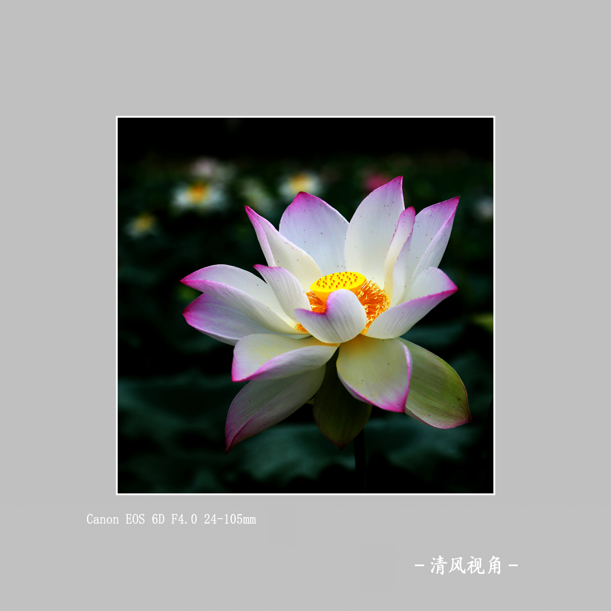 荷花_3547