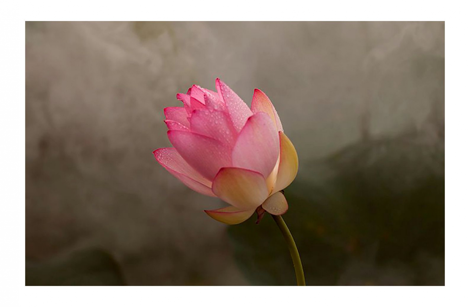 花韵