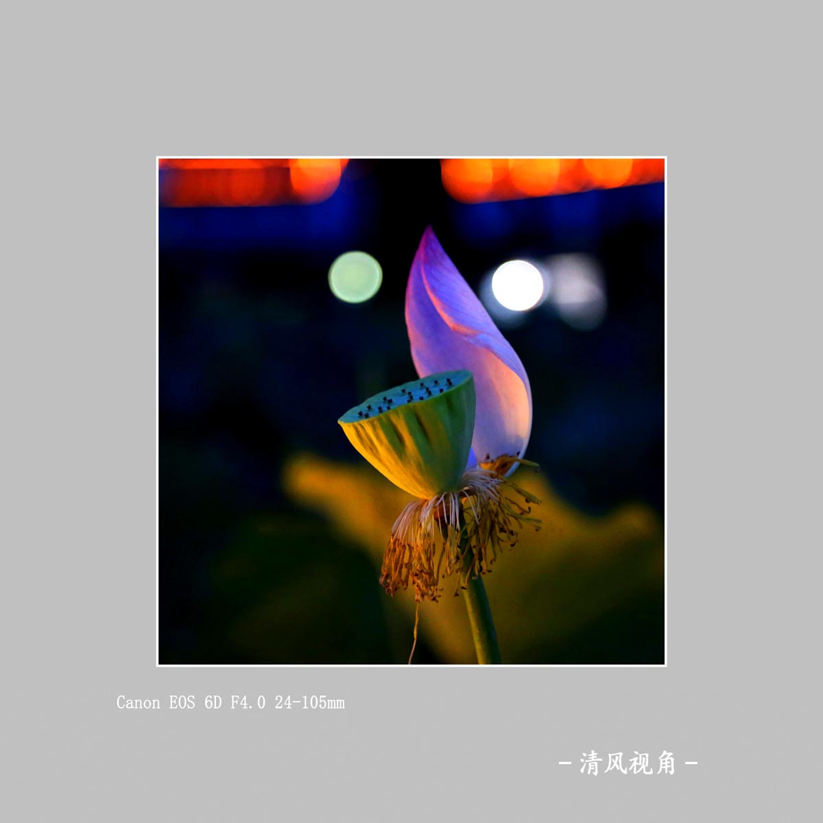 荷花_3667