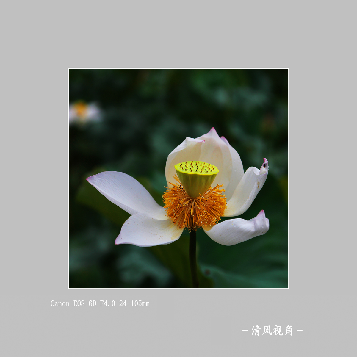 荷花_3561