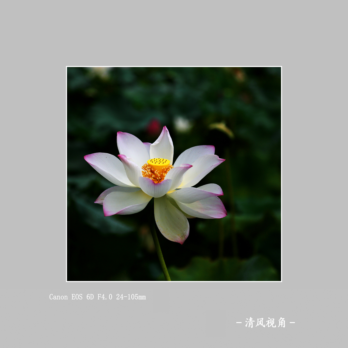 荷花_3559
