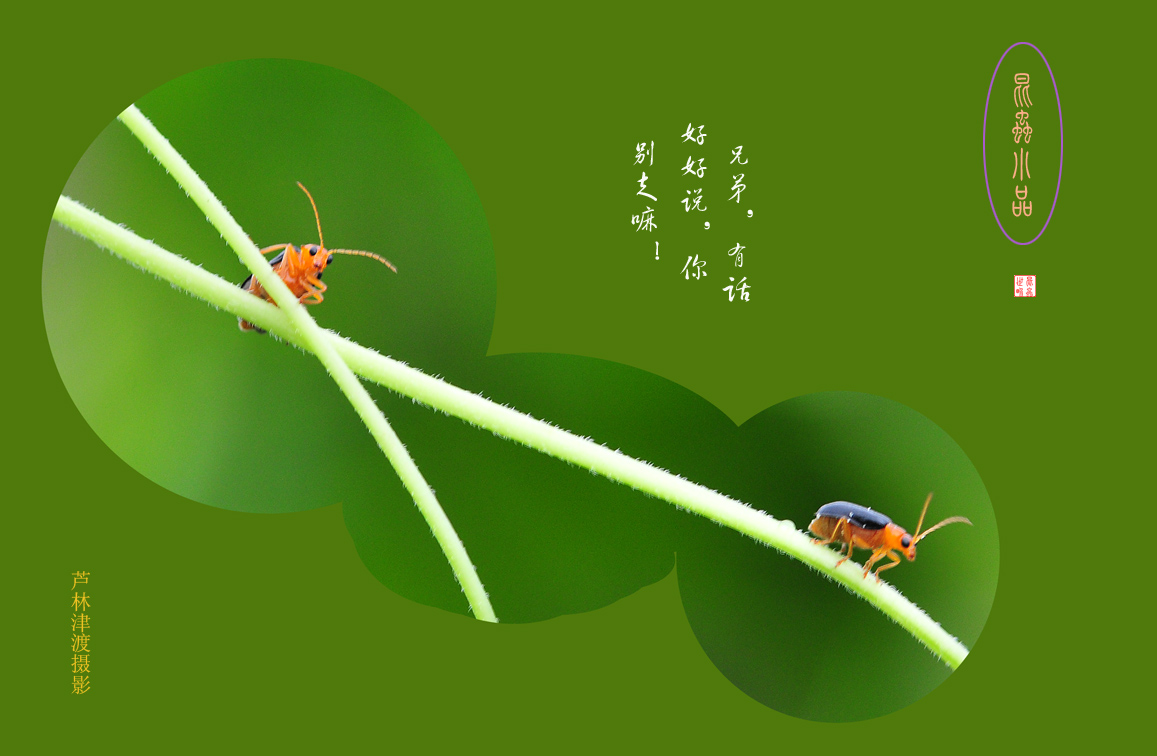 昆虫小品
