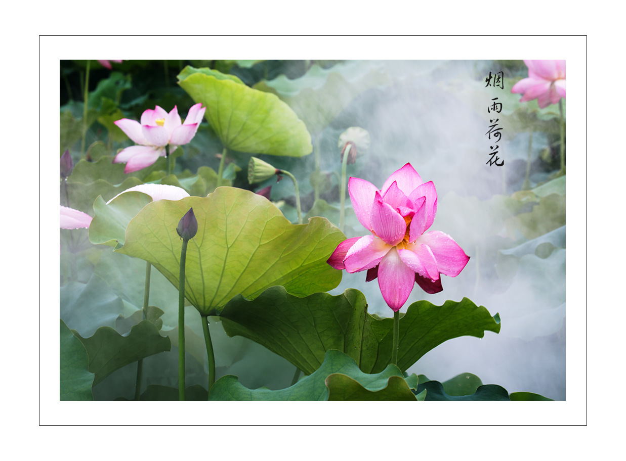 烟雨荷花