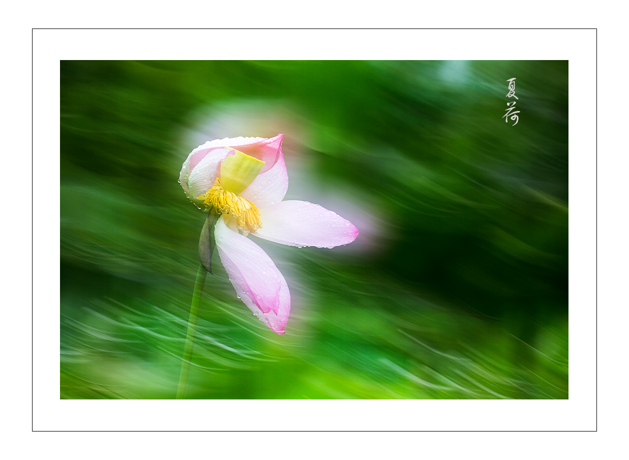 夏荷