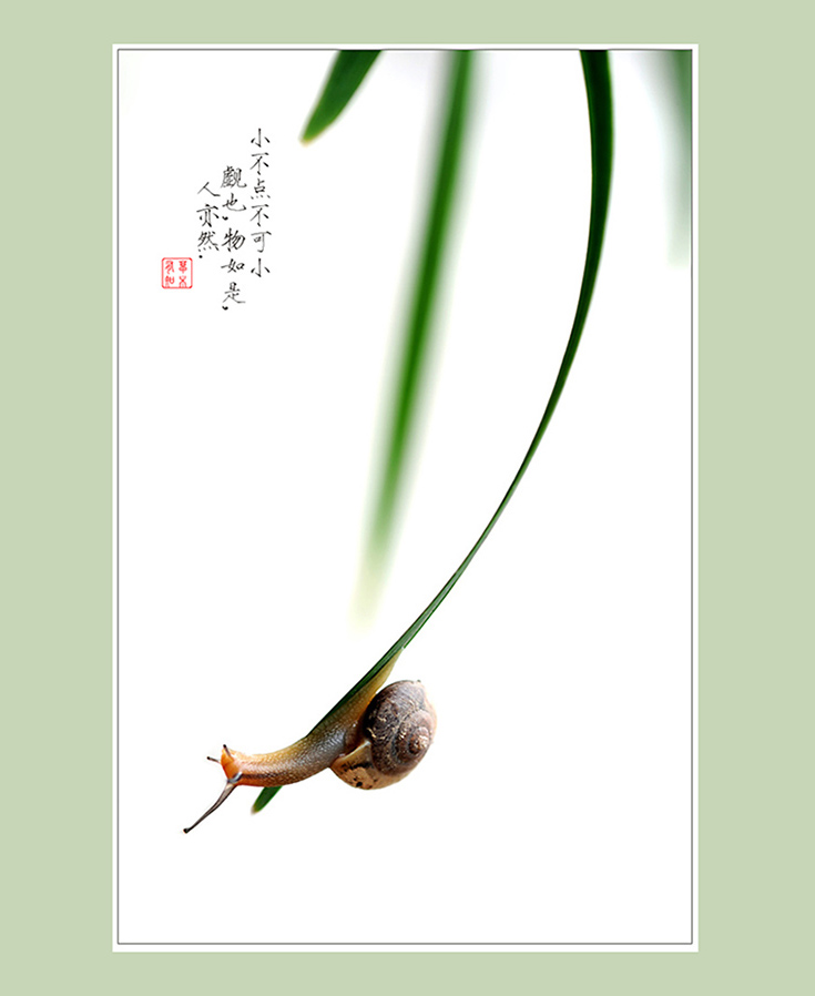 小蜗牛