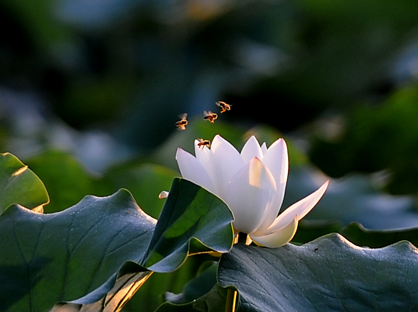 荷