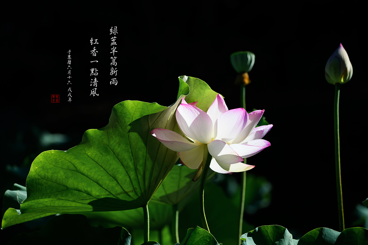 荷颜悦摄