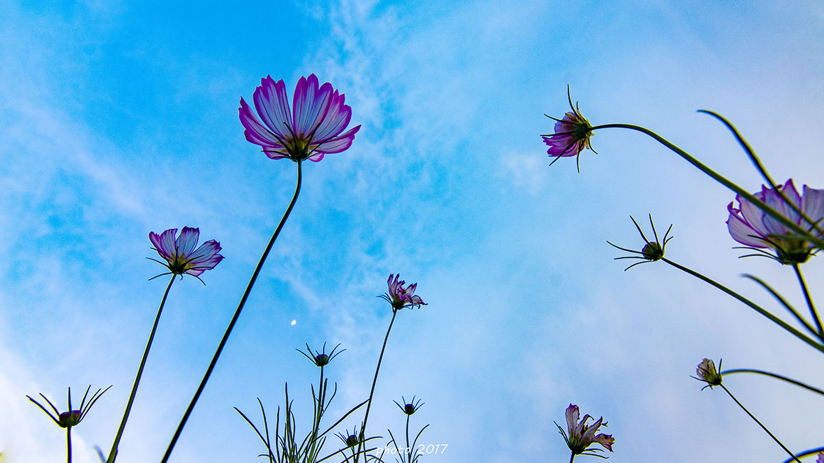 格桑花