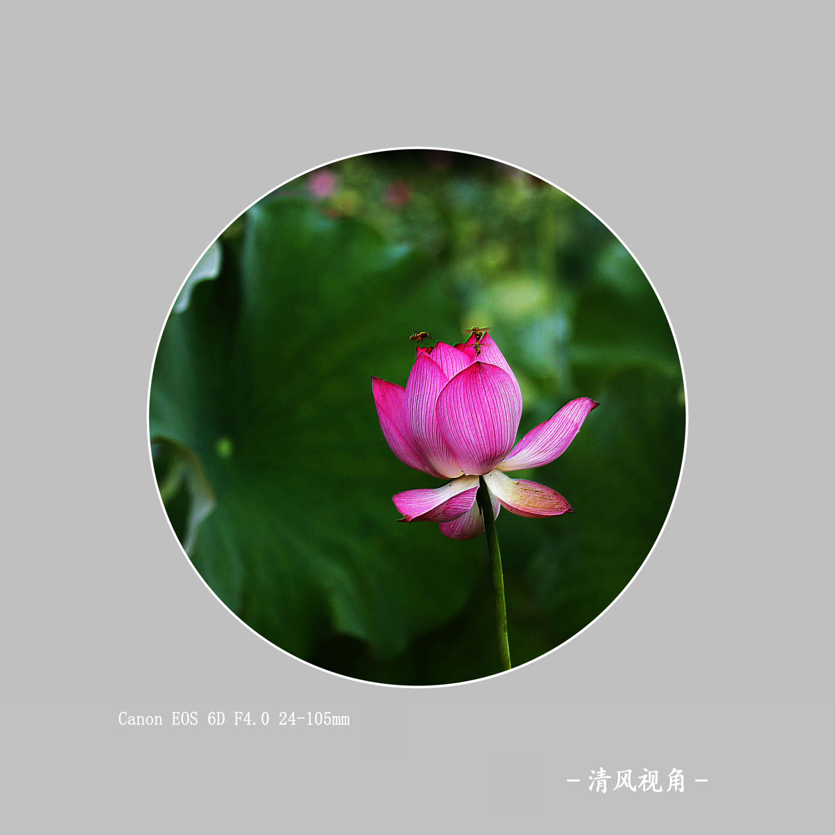 荷花_2143