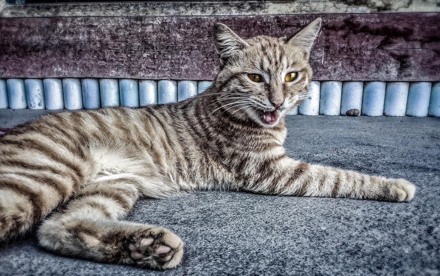 猫
