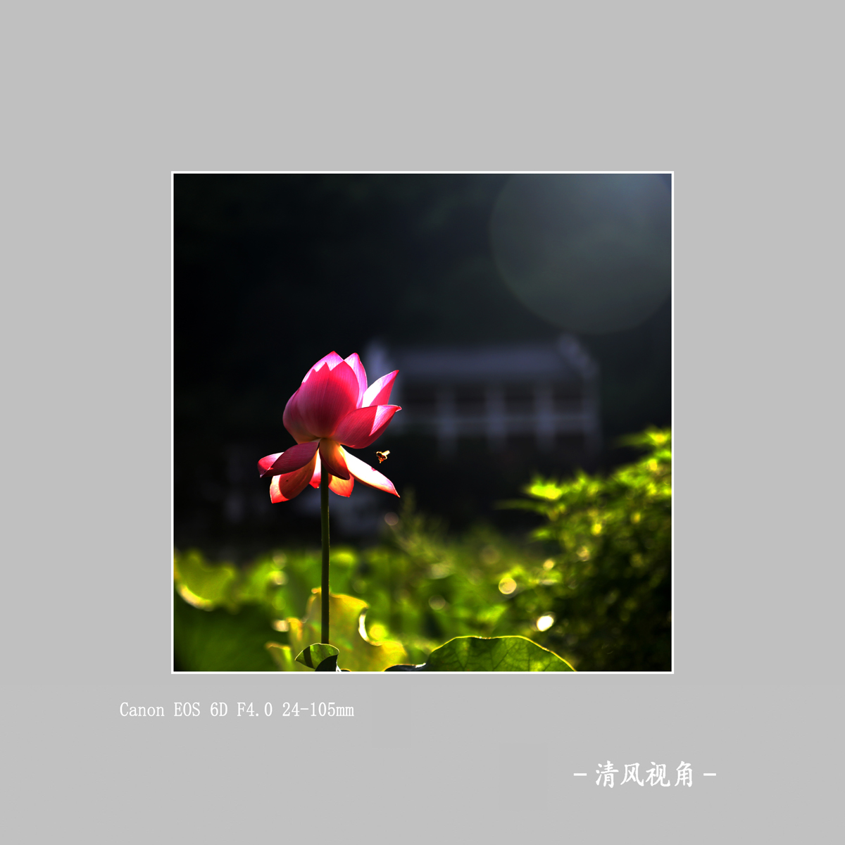 荷花_3469