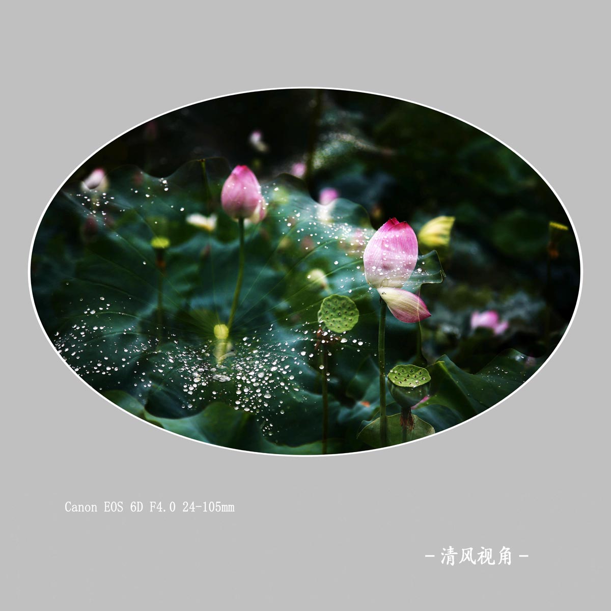 荷花_2141