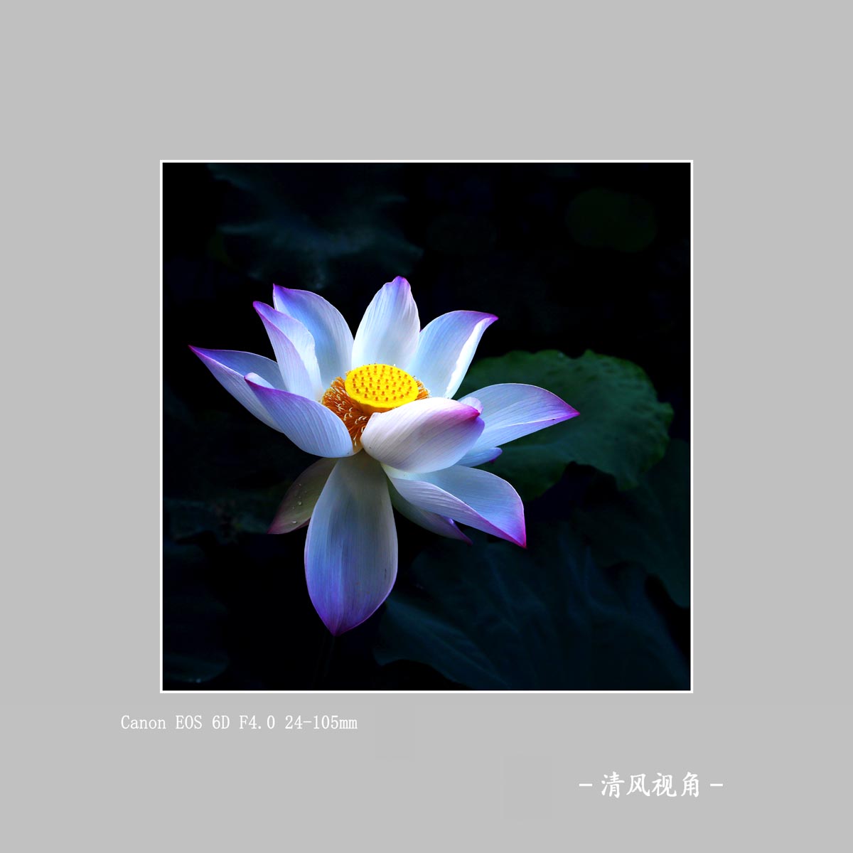 荷花_3501