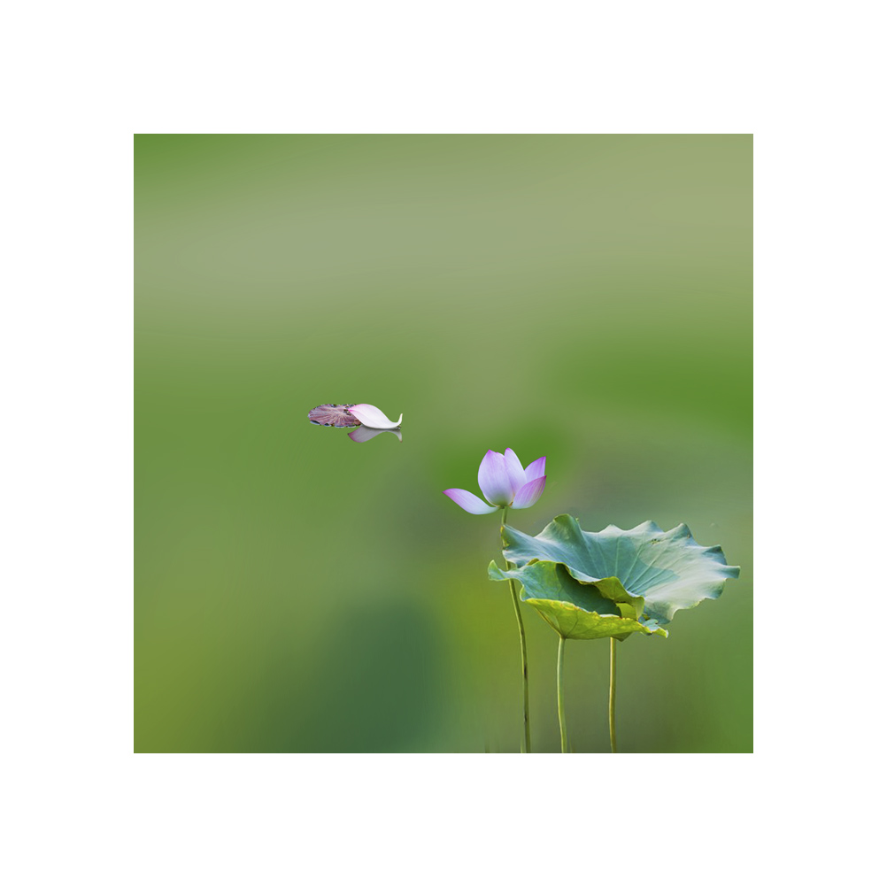 无可奈何花落去