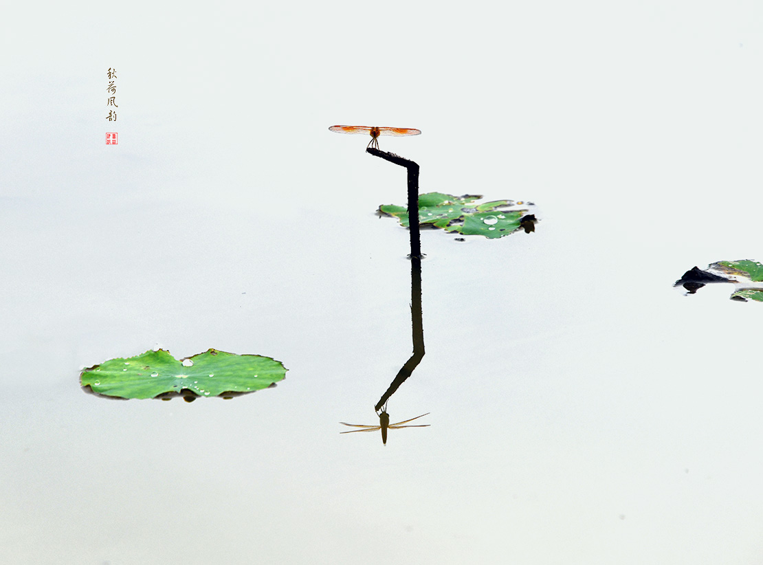 秋荷风韵